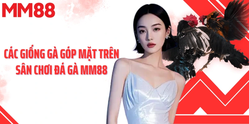 Các giống gà góp mặt trên sân chơi đá gà MM88