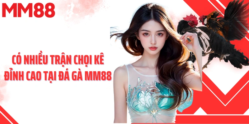 Có nhiều trận chọi kê đỉnh cao tại đá gà MM88